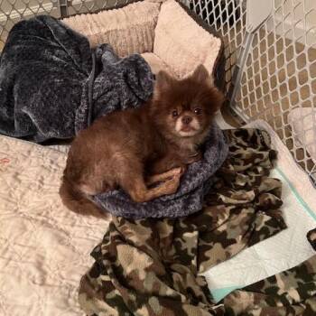Rescue Pomeranian Dogs for Adoption in Cumming, Georgia - Penne 21454 | PetCurious