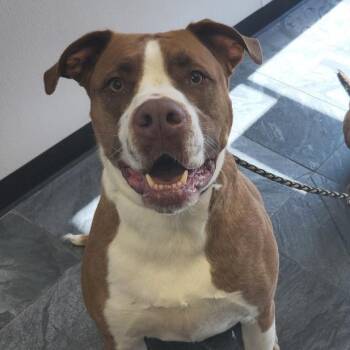 Kobe -  Bullmastiff and Mixed Breed Dog for Adoption in Tampa, Florida - Kobe | PetCurious