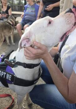 Luna- Located in Portland, OR now -  Pit Bull Terrier and Dogo Argentino Dog for Adoption in Los Angeles, California - Luna- Located In Portland, OR Now | PetCurious