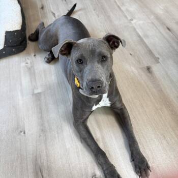 Rescue Blue Lacy Dogs for Adoption in Austin, Texas - Graycee | PetCurious
