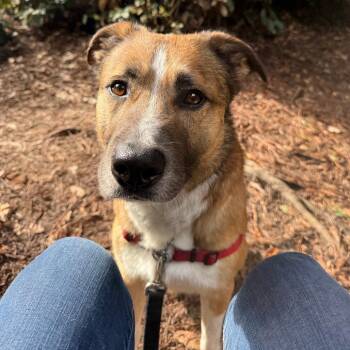 Mixed Breed Dogs Available for Adoption - Spaghetti | PetCurious