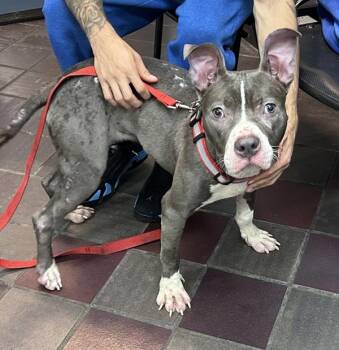 Rupaw -  Mixed Breed Dog for Adoption in New York, New York - Rupaw | PetCurious