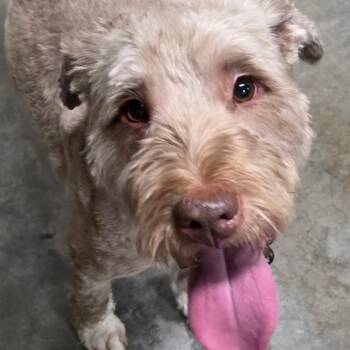 Bandit -  Golden Retriever and Poodle Dog for Adoption in Fairfax Station, Virginia - Bandit | PetCurious