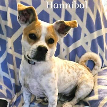 Rescue Jack Russell Terrier Dogs for Adoption in Washington, Pennsylvania - Hannibal | PetCurious