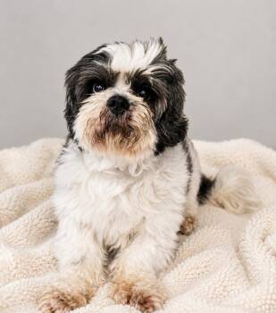 Chester 7337 -  Shih Tzu Dog Available for Adoption in Boca Raton, Florida - Chester 7337 | PetCurious