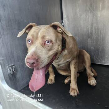 American Staffordshire Terrier Dogs Available for Adoption in San Antonio, Texas - PIXIE | PetCurious