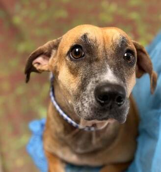 Glordana -  Terrier and Mixed Breed Dog for Adoption in San Antonio, Texas - Glordana | PetCurious