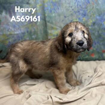 HARRY -  Golden Retriever and Mixed Breed Dog for Adoption - HARRY | PetCurious