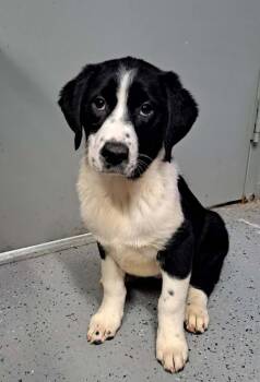 Labrador Retriever and Shepherd Dogs Available for Adoption in Milton, Georgia - Patty Smith | PetCurious