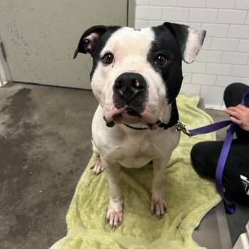 Mixed Breed Dogs Available for Adoption in Pittsburgh, Pennsylvania - Risotto | PetCurious