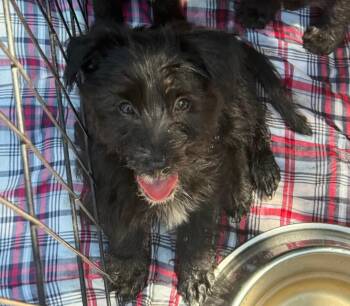 Rescue Schnauzer and Yorkshire Terrier Dogs for Adoption in Wanaque, New Jersey - Harlow | PetCurious