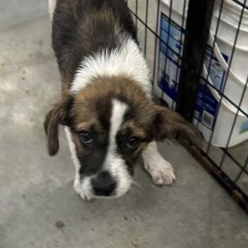 Spaniel and Mixed Breed Dogs Available for Adoption in Morton Grove, Illinois - Meesha | PetCurious