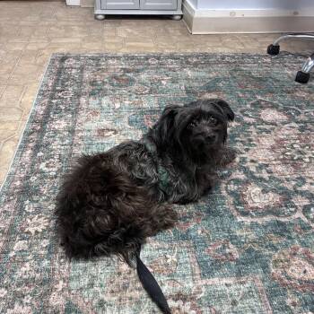 Norwich Terrier and Shih Tzu Dogs Available for Adoption in Lincoln University, Pennsylvania - Midnight | PetCurious