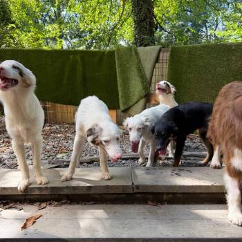 Jock -  Australian Shepherd Dog for Adoption in West Chester, Pennsylvania - Jock | PetCurious