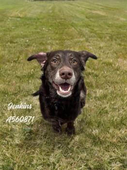 Rescue Labrador Retriever and Mixed Breed Dogs for Adoption - JENKINS | PetCurious