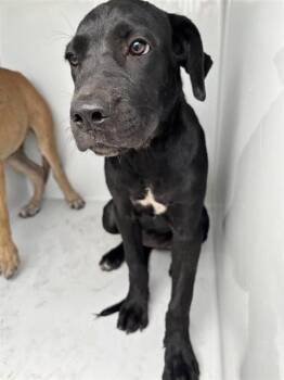 A662026 -  Labrador Retriever Dog for Adoption in Houston, Texas - A662026 | PetCurious
