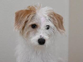 Parson Russell Terrier Dogs Available for Adoption in Portland, Oregon - Jasmine | PetCurious