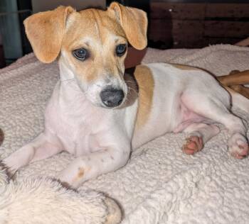 Bean -  Dachshund and Chihuahua Dog for Adoption in Southlake, Texas - Bean | PetCurious