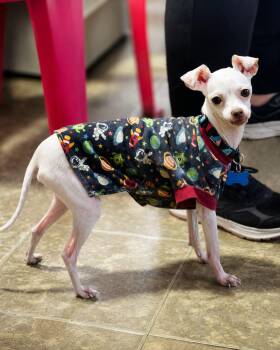 Bartok -  Chihuahua Dog for Adoption in Georgetown, Texas - Bartok | PetCurious