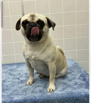 Pug Dogs Available for Adoption in Alameda, California - Darla | PetCurious