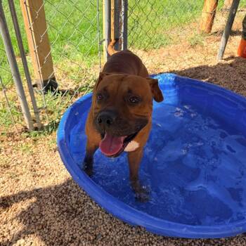 Dutch -  Pit Bull Terrier Dog for Adoption in Newark, New Jersey - Dutch | PetCurious