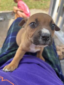 Boxer and Labrador Retriever Dogs Available for Adoption in Holly Springs, North Carolina - Roxyanna | PetCurious