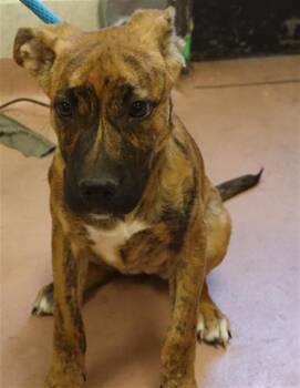 PADDLER -  Mixed Breed Dog for Adoption in Columbia, South Carolina - PADDLER | PetCurious
