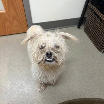 Burr -  Shih Tzu Dog for Adoption in Lynchburg, Virginia - Burr | PetCurious