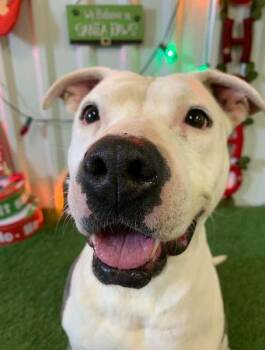 American Staffordshire Terrier Dogs Available for Adoption - Justice | PetCurious