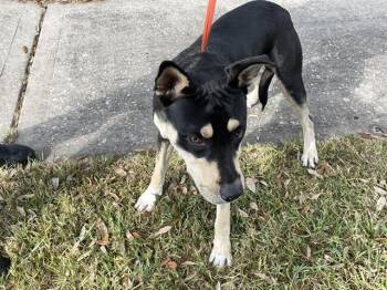 Rescue Pit Bull Terrier and Mixed Breed Dogs for Adoption in Houston, Texas - A645135 | PetCurious