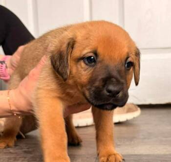 Catahoula Leopard Dog Dogs Available for Adoption - Julian | PetCurious