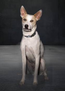Vaughn 2 -  Australian Cattle Dog Blue Heeler and Husky Dog for Adoption in Fort Lupton, Colorado - Vaughn 2 | PetCurious