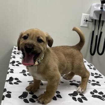 Rescue Terrier Dogs for Adoption in St. Louis, Missouri - Sting | PetCurious