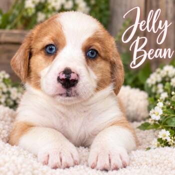 Jelly Bean -  Beagle and Australian Cattle Dog Blue Heeler Dog for Adoption in Livingston, Texas - Jelly Bean | PetCurious