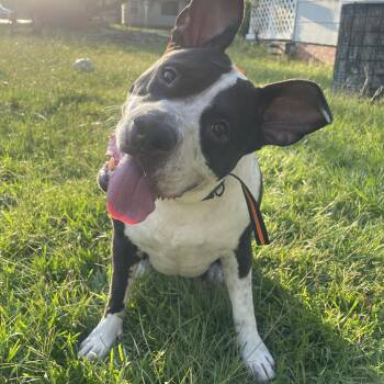 Rescue Pit Bull Terrier Dogs for Adoption in Baton Rouge, Louisiana - Nola (157895) (In A Foster Home) | PetCurious