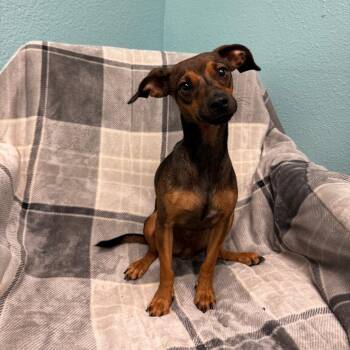 Rosa -  Chihuahua Dog for Adoption in Fresno, California - Rosa | PetCurious