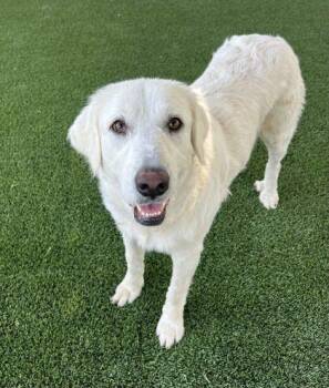 Bumblebee -  Great Pyrenees and Mixed Breed Dog for Adoption in Fresno, California - Bumblebee | PetCurious
