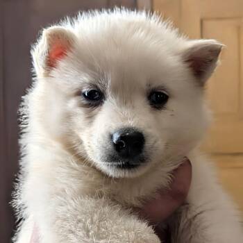Murphy -  Husky and German Shepherd Dog Dog for Adoption in Uniontown, Pennsylvania - Murphy | PetCurious