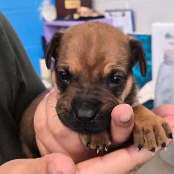 Dazzle -  Terrier Dog for Adoption in Montgomery, Alabama - Dazzle | PetCurious