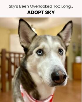 Rescue Husky Dogs for Adoption in Greater Sudbury, Ontario - Sky | PetCurious