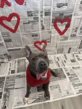 Mixed Breed Dogs Available for Adoption in Lafayette, Indiana - Rocket | PetCurious