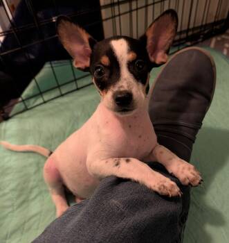 WESTON -  Chihuahua Dog for Adoption in Broomfield, Colorado - WESTON | PetCurious