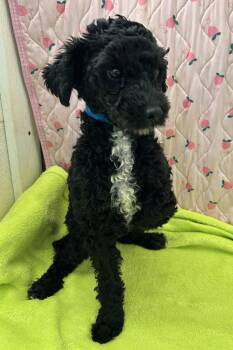 Poodle Dogs Available for Adoption in Pacolet, South Carolina - Paco Mar 26 | PetCurious