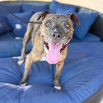 Penelope -  Pit Bull Terrier Dog for Adoption in Ramona, California - Penelope | PetCurious