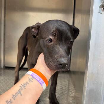 Black Labrador Retriever and Labrador Retriever Dogs Available for Adoption in Greensboro, North Carolina - Verde | PetCurious