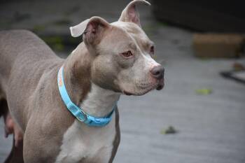 Mama Petunia -  Pit Bull Terrier Dog for Adoption in Carmel Hamlet, New York - Mama Petunia | PetCurious