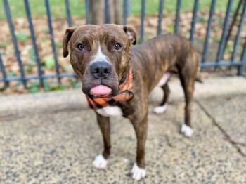 Rescue Mixed Breed Dogs for Adoption in New York, New York - Baklava | PetCurious