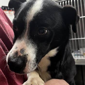 Dachshund and Beagle Dogs Available for Adoption - Pluto (low Rider) | PetCurious