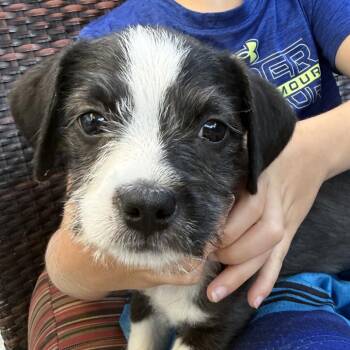 Chucky -  Boston Terrier and Poodle Dog for Adoption in San Mateo, California - Chucky | PetCurious
