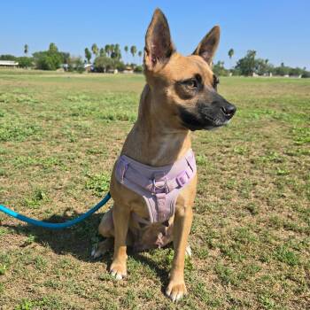 Rescue Shepherd Dogs for Adoption in Harlingen, Texas - Legume | PetCurious
